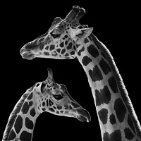 Buy canvas prints of Mother Baringo Giraffe and Calf by Abeselom Zerit