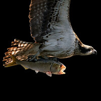 Buy canvas prints of Osprey Catch Closeup II by Abeselom Zerit