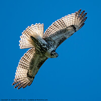 Buy canvas prints of Red-Tailed Hawk in Flight by Abeselom Zerit