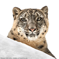 Buy canvas prints of Resting Snow Leopard III by Abeselom Zerit