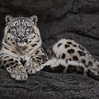 Buy canvas prints of Resting Snow Leopard by Abeselom Zerit