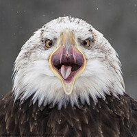 Buy canvas prints of Screeching Bald Eagle III by Abeselom Zerit