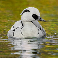 Buy canvas prints of Smew III by Abeselom Zerit
