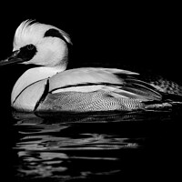 Buy canvas prints of Smew by Abeselom Zerit