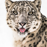 Buy canvas prints of Snow Leopard Closeup II by Abeselom Zerit