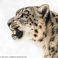 Buy canvas prints of Snow Leopard in Profile by Abeselom Zerit