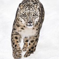 Buy canvas prints of Snow Leopard on the Prowl XVI by Abeselom Zerit