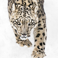 Buy canvas prints of Snow Leopard on the Prowl X by Abeselom Zerit
