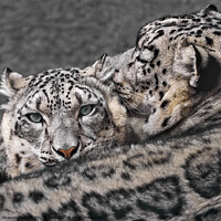 Buy canvas prints of Snow Leopard Pair V by Abeselom Zerit