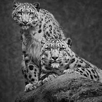 Buy canvas prints of Snow Leopard Pair by Abeselom Zerit