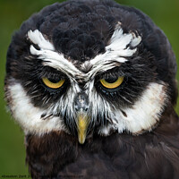Buy canvas prints of Spectacled Owl II by Abeselom Zerit