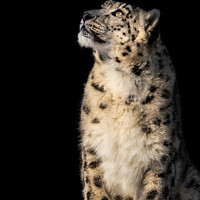 Buy canvas prints of Sunbathing Snow Leopard V by Abeselom Zerit
