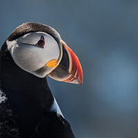 Buy canvas prints of Atlantic Puffin III by Abeselom Zerit