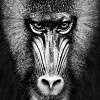 Buy canvas prints of Mandrill XII by Abeselom Zerit