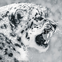 Buy canvas prints of Snow Leopard In Snow Storm II by Abeselom Zerit