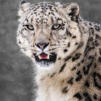 Buy canvas prints of Snow Leopard in Snow Storm VI by Abeselom Zerit