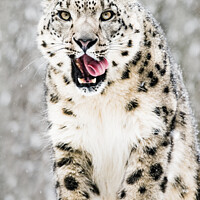 Buy canvas prints of Snow Leopard in Snow Storm VII by Abeselom Zerit