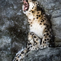 Buy canvas prints of Snow Leopard In Snow Storm by Abeselom Zerit