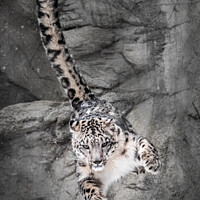Buy canvas prints of Snow Leopard Wall Bounce by Abeselom Zerit