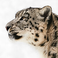 Buy canvas prints of Snow Leopard in Profile II by Abeselom Zerit