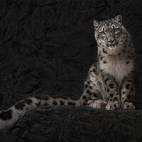 Buy canvas prints of Resting Snow Leopard III by Abeselom Zerit