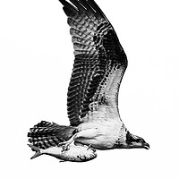 Buy canvas prints of Osprey Catch IX by Abeselom Zerit