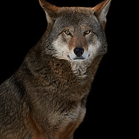 Buy canvas prints of Red Wolf II by Abeselom Zerit