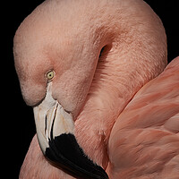 Buy canvas prints of Flamingo Closeup V by Abeselom Zerit