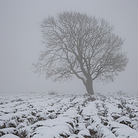 Buy canvas prints of Malham Lone Tree . North Yorkshire  by jacqueline kelsall