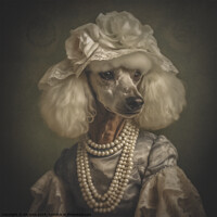 Buy canvas prints of Poodle portrait  by Kia lydia