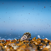 Buy canvas prints of Oyster of Whitstable  by Kia lydia