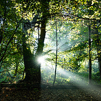 Buy canvas prints of Woodland Morning by Kia lydia