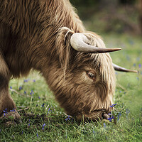 Buy canvas prints of Highland Cow by Kia lydia