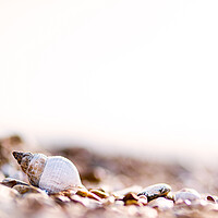 Buy canvas prints of Shells on the beach by Kia lydia