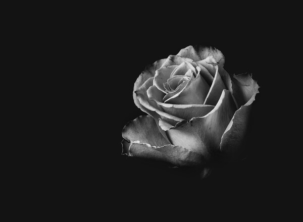 Black and White Rose Picture Board by Kia lydia