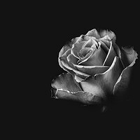 Buy canvas prints of Black and White Rose by Kia lydia