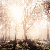 Buy canvas prints of Morning Woodlands by Kia lydia