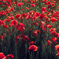 Buy canvas prints of Red blooming poppy field in the summer by Dalius Baranauskas
