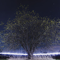 Buy canvas prints of The Magical tree by Dalius Baranauskas