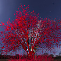 Buy canvas prints of The Red tree by Dalius Baranauskas