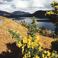 Buy canvas prints of Flowering Gorse On Cat Bells Terrace. by Phil Wilson