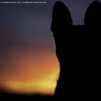 Buy canvas prints of Sunset with a French Bulldog by Beata Bronisz