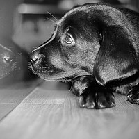Buy canvas prints of Black and white puppy Labrador  by Beata Bronisz