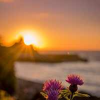 Buy canvas prints of Purple Flowers looking out to the Sunset Harbour by Steven Fleck