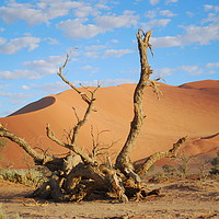 Buy canvas prints of Dead tree in the namib desert by Damien Zasikowski