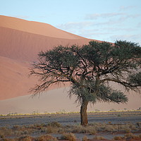 Buy canvas prints of Soletary tree in the Namibian desert by Damien Zasikowski