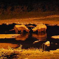 Buy canvas prints of Romantic rhinos taking a cool evening dip by Damien Zasikowski