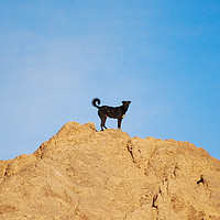 Buy canvas prints of Stray dog climbs a rock in Aswan, Egypt by Damien Zasikowski