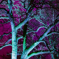 Buy canvas prints of Tree in Purple by David Jeffery