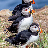Buy canvas prints of Trio of Puffins by David Jeffery